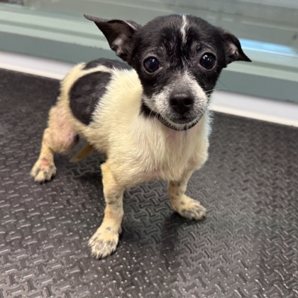 Shelter Stray Female Dog last seen Near 21st Ave, Oakland, CA, 1101 29th Ave, Oakland, CA 94601, USA