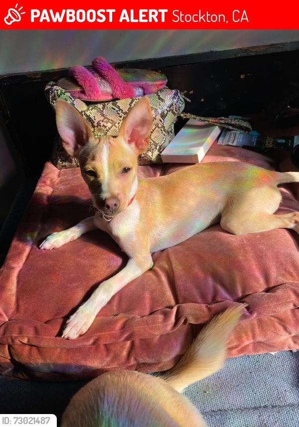 Lost Male Dog last seen This is the park near my cousin’s hse., Stockton, CA 95215