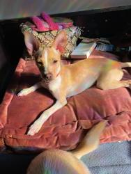 Lost Male Dog last seen This is the park near my cousin’s hse., Stockton, CA 95215
