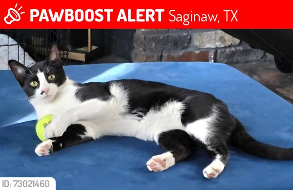 Lost Male Cat last seen Foxrun Trail and Silverbrook Dr in Saginaw TX, Saginaw, TX 76179