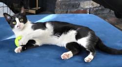 Lost Male Cat last seen Foxrun Trail and Silverbrook Dr in Saginaw TX, Saginaw, TX 76179