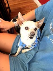 Found/Stray Male Dog last seen Canon hosp, Pickens, SC 29671