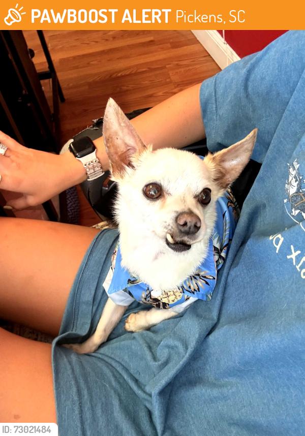 Found/Stray Male Dog last seen Canon hosp, Pickens, SC 29671
