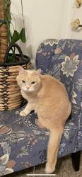 Lost Male Cat last seen Roy, UT, Roy, UT 84067