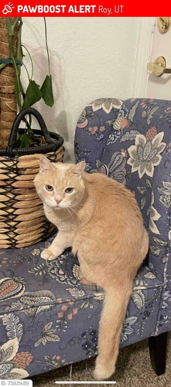 Lost Male Cat last seen Roy, UT, Roy, UT 84067