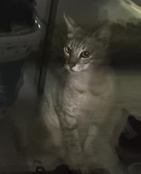 Found/Stray Unknown Cat last seen Tam O shanter Golf course, Bellevue, WA 98008