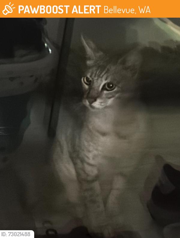Found/Stray Unknown Cat last seen Tam O shanter Golf course, Bellevue, WA 98008