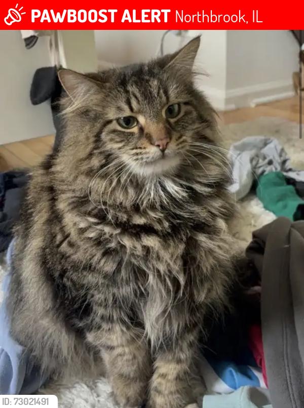 Lost Male Cat last seen Pfingsten and crestwood, Northbrook, IL 60062