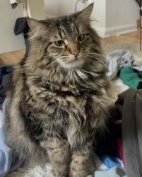 Lost Male Cat last seen Pfingsten and crestwood, Northbrook, IL 60062