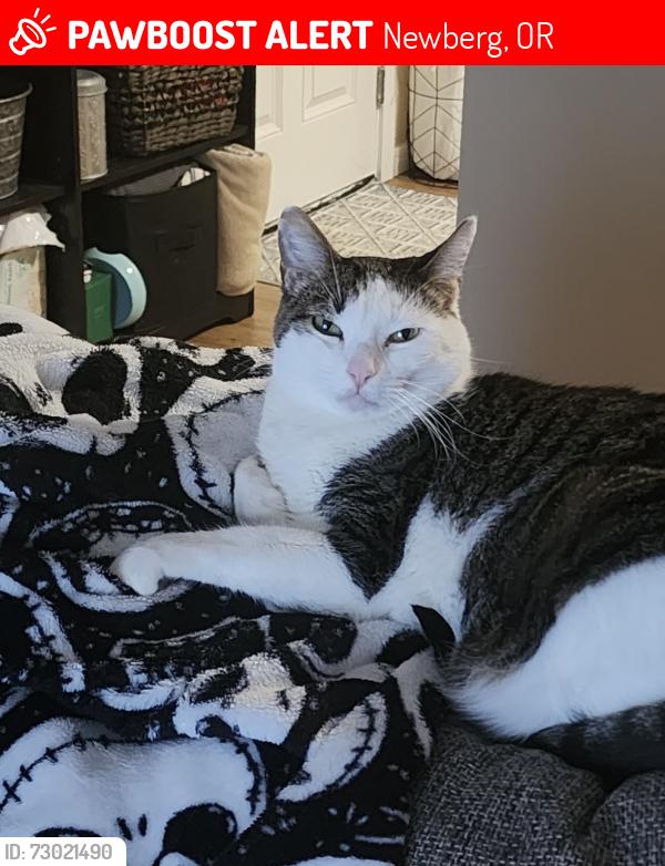 Lost Male Cat last seen Jaquith Park, Newberg, OR 97132