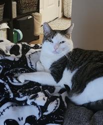 Lost Male Cat last seen Jaquith Park, Newberg, OR 97132