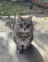 Lost Male Cat last seen South Crescent, Northcote , Northcote, VIC 3070