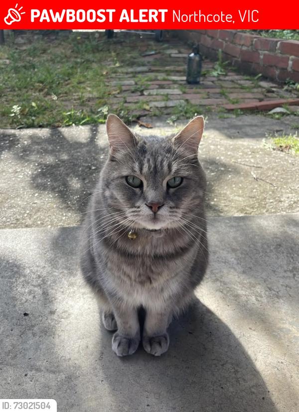 Lost Male Cat last seen South Crescent, Northcote , Northcote, VIC 3070
