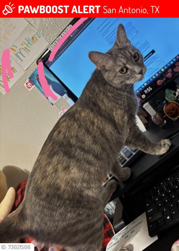 Lost Female Cat last seen houses near here, San Antonio, TX 78250