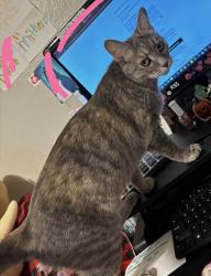 Lost Female Cat last seen houses near here, San Antonio, TX 78250