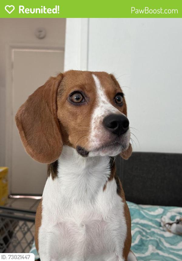 Reunited Female Dog last seen Near garrett ave chula vista california, Chula Vista, CA 91910