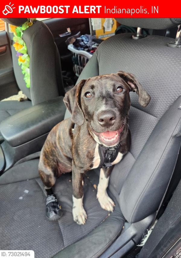 Lost Female Dog last seen S Delaware & Palmer, Indianapolis, IN 46225