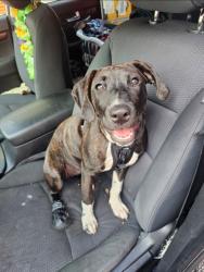 Lost Female Dog last seen S Delaware & Palmer, Indianapolis, IN 46225