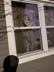 Reunited Female Dog last seen East 5th St Waverly Ave , Patchogue, NY 11772
