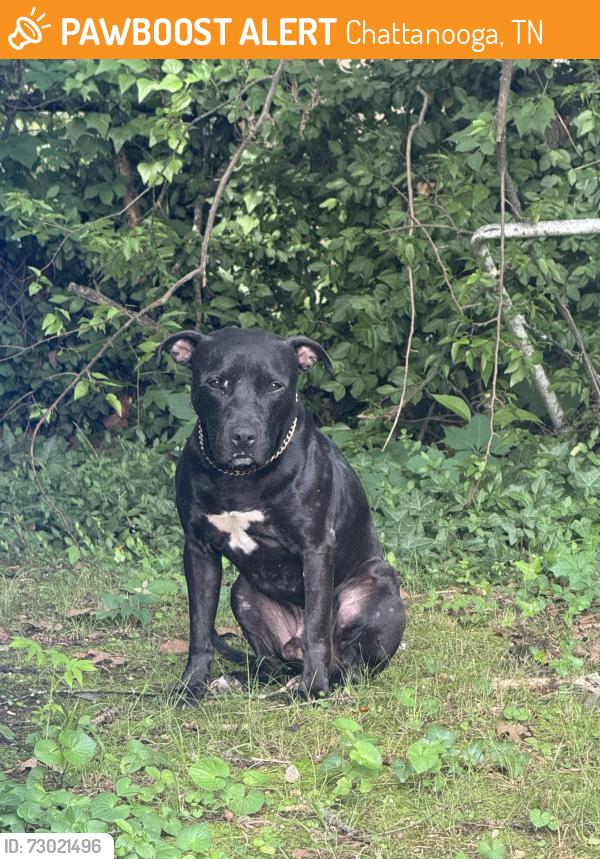 Found/Stray Male Dog last seen Near Ontario St , Chattanooga, TN 37415