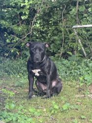 Found/Stray Male Dog last seen Near Ontario St , Chattanooga, TN 37415