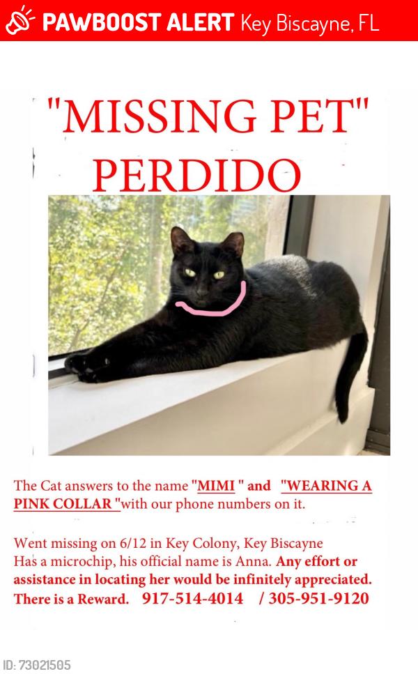 Lost Female Cat last seen Crandon Blvd at Key Colony building , Key Biscayne, FL 33149