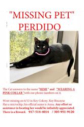 Lost Female Cat last seen Crandon Blvd at Key Colony building , Key Biscayne, FL 33149