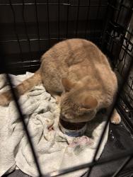 Found/Stray Male Cat last seen Laurel , Edmonton, AB T6T 0N5