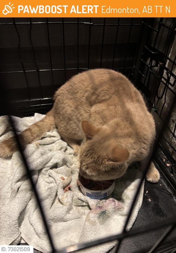 Found/Stray Male Cat last seen Laurel , Edmonton, AB T6T 0N5