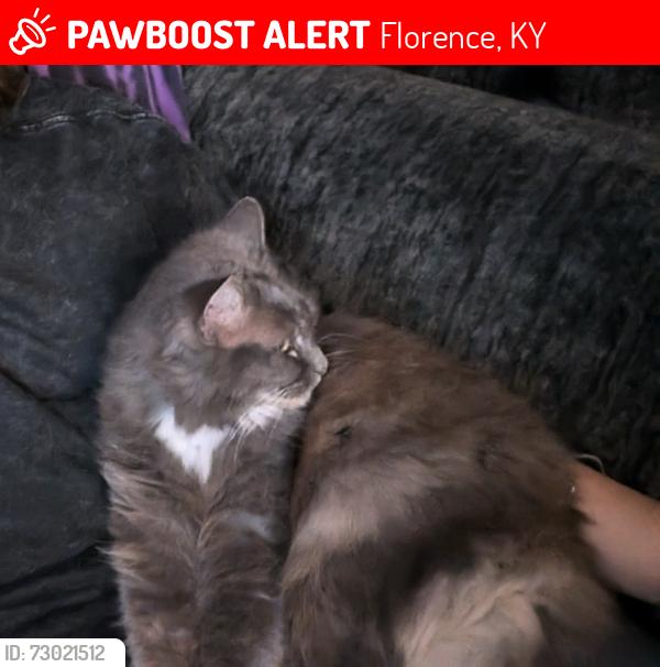 Lost Female Cat last seen Acient Oak rd, Florence, KY 41042
