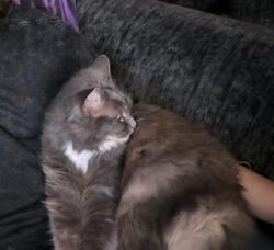 Lost Female Cat last seen Acient Oak rd, Florence, KY 41042