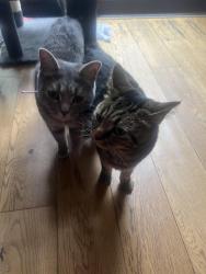 Reunited Female Cat last seen Austen rd , Northumberland heath , Greater London, England DA8