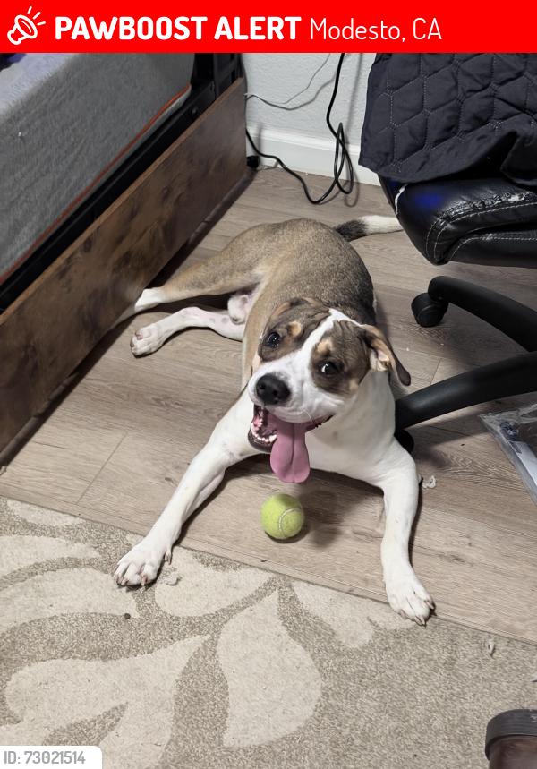 Lost Male Dog last seen El Vista/ Yosemite lanes, Modesto, CA 95354