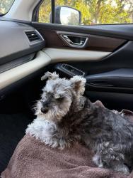 Lost Female Dog last seen Avelar Creek South Riverview Fl 33578, Riverview, FL 33578
