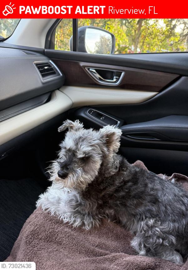Lost Female Dog last seen Avelar Creek South Riverview Fl 33578, Riverview, FL 33578