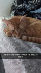 Reunited Male Cat last seen On S cedar st, Tacoma, WA 98409