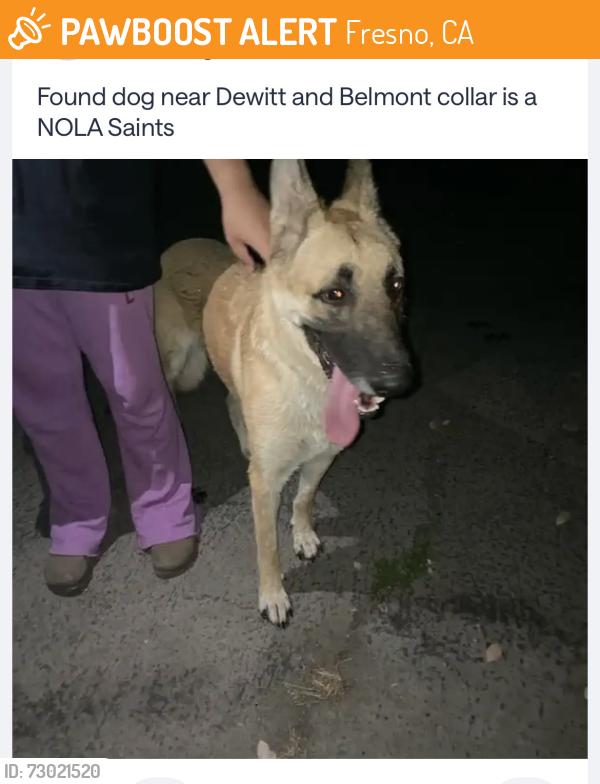 Found/Stray Male Dog last seen Dewitt/Washington, Fresno, CA 93727