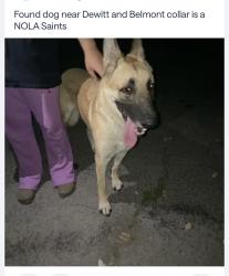 Found/Stray Male Dog last seen Dewitt/Washington, Fresno, CA 93727