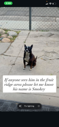 Lost Male Dog last seen 24th street , Sacramento, CA 95820