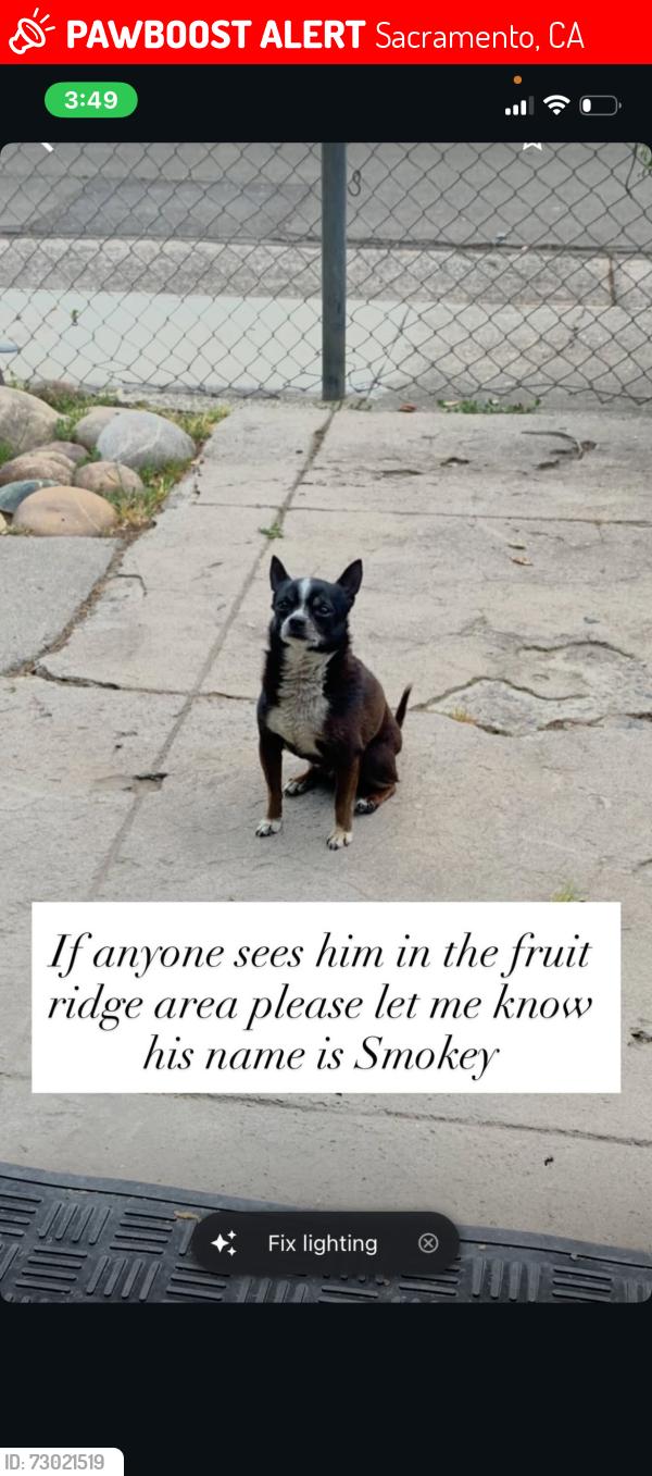 Lost Male Dog last seen 24th street , Sacramento, CA 95820