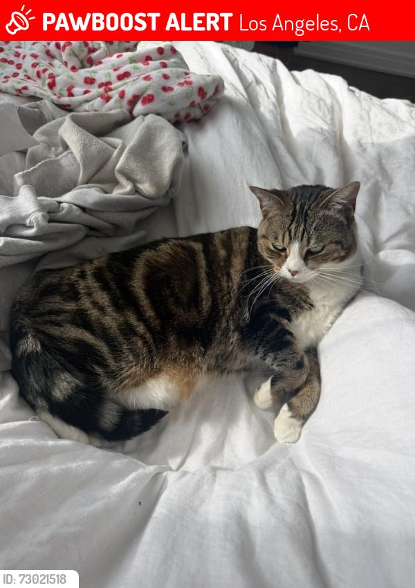 Lost Female Cat last seen Ave 42 and Glenmuir, Los Angeles, CA 90065