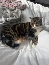 Lost Female Cat last seen Ave 42 and Glenmuir, Los Angeles, CA 90065