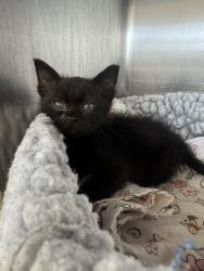 Shelter Stray Male Cat last seen DECOTO, 1950 Stevenson Blvd, Fremont, CA 94538, USA