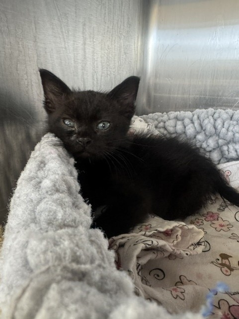 Shelter Stray Male Cat last seen DECOTO, 1950 Stevenson Blvd, Fremont, CA 94538, USA