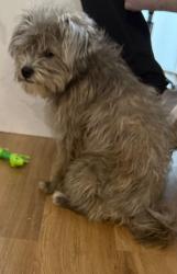 Reunited Male Dog last seen 32nd and Greenway , Phoenix, AZ 85032