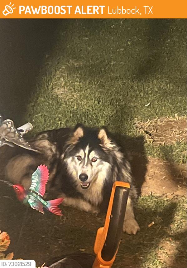 Found/Stray Unknown Dog last seen Slide road, Lubbock, TX 79414