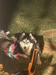 Found/Stray Unknown Dog last seen Slide road, Lubbock, TX 79414