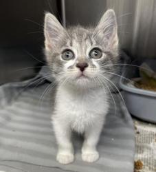 Shelter Stray Female Cat last seen , 3201 Lacy St, Los Angeles, CA 90031, USA