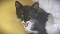 Shelter Stray Male Cat last seen , 3201 Lacy St, Los Angeles, CA 90031, USA
