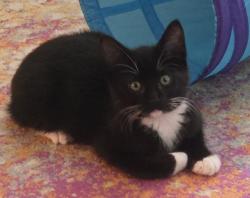 Reunited Male Cat last seen California Ave and Frontenac Street, Seattle, WA 98136